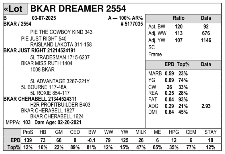Registered Red Angus Bull